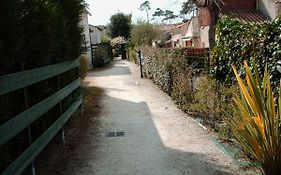Les pins ensoleilles
